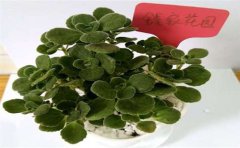 甲醛檢測(cè)處理真的有用嗎？