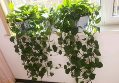 甲醛污染忌視而不見，快給你的新居通通風(fēng)吧！