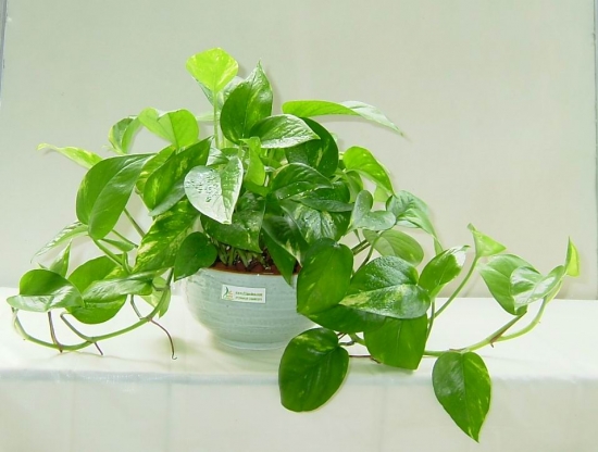 佛山甲醛檢測(cè)