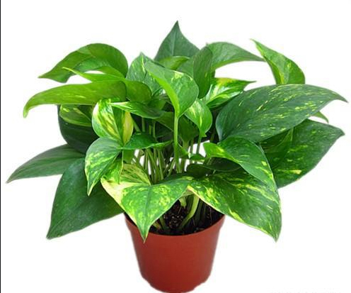 佛山新房裝修除甲醛方法相關(guān)知識(shí) 甲醛超標(biāo)的危害